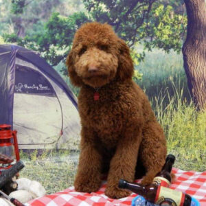 Curly Coated Goldendoodle from Goldenfido Goldendoodles in Louisiana (10 of 19)