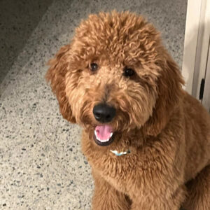 Curly Coated Goldendoodle from Goldenfido Goldendoodles in Louisiana (17 of 19)