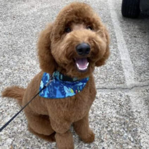 Curly Coated Goldendoodle from Goldenfido Goldendoodles in Louisiana (5 of 19)