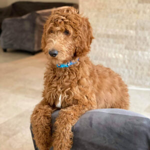 Wavy Coated Goldendoodle from Goldenfido Goldendoodles in Louisiana (11 of 18)