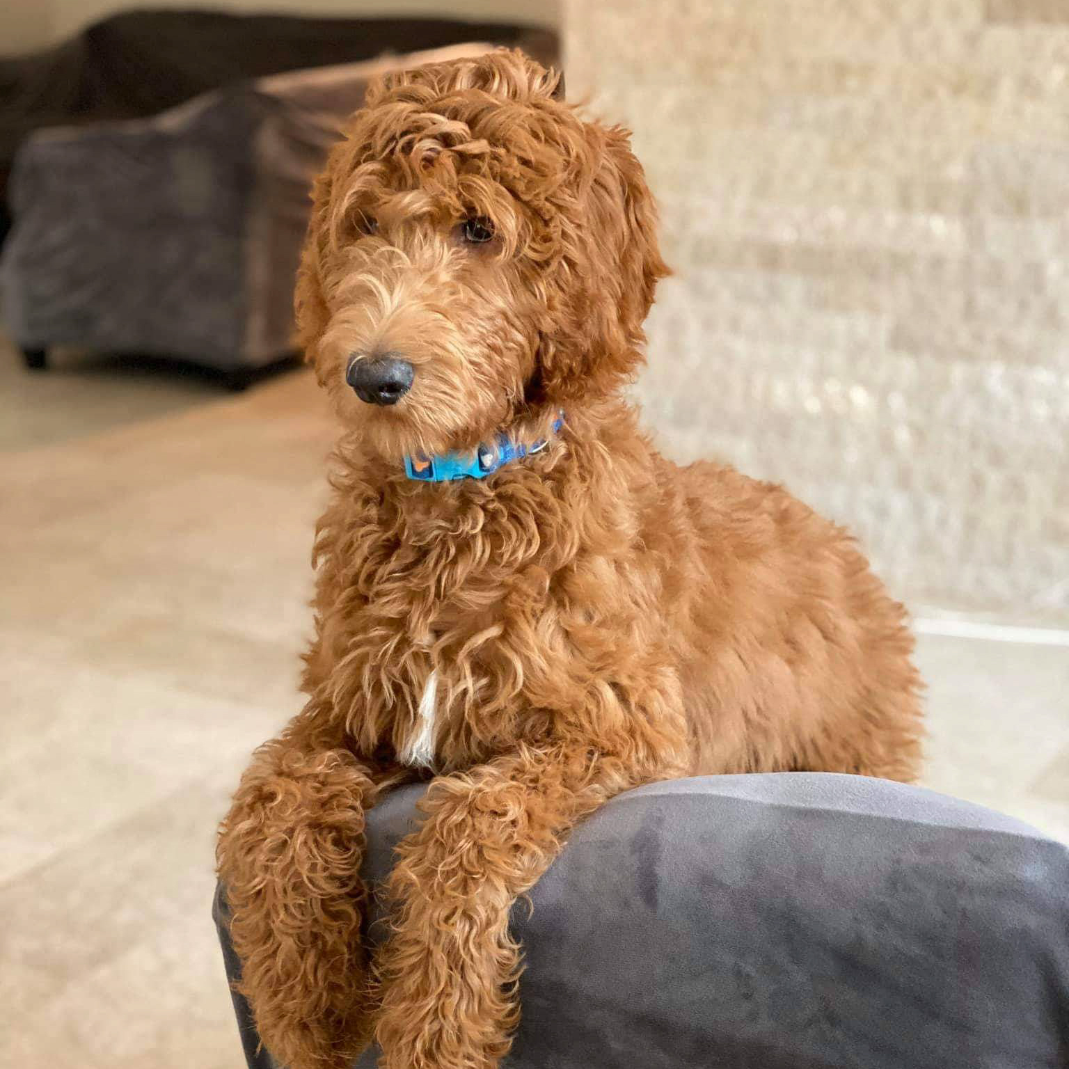 Goldendoodle & Labradoodle Sticker - 5" Waterproof Vinyl Decal For Cars & Laptops