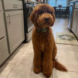 Wavy Coated Goldendoodle from Goldenfido Goldendoodles in Louisiana (18 of 18)