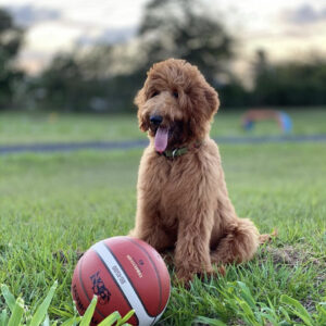 Wavy Coated Goldendoodle from Goldenfido Goldendoodles in Louisiana (5 of 18)
