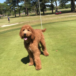 Wavy Coated Goldendoodle from Goldenfido Goldendoodles in Louisiana (7 of 18)