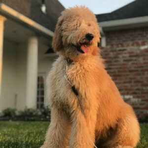 Wavy Coated Goldendoodle from Goldenfido Goldendoodles in Louisiana (8 of 18)
