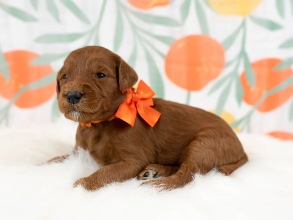 Miss Orange