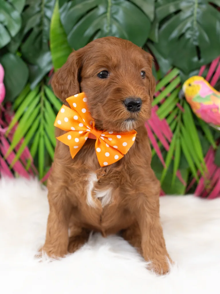 Miss Orange