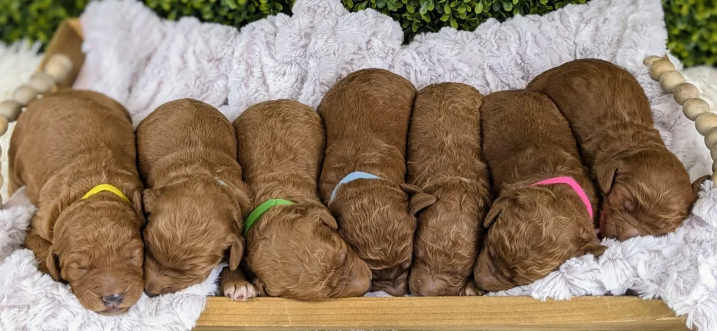 Group Picture (7 puppies)